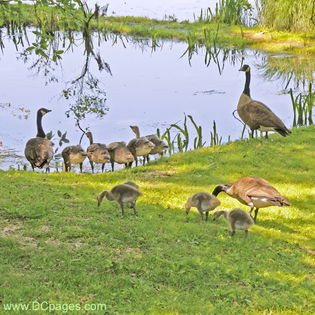 Family of Geese