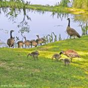 Family of Geese