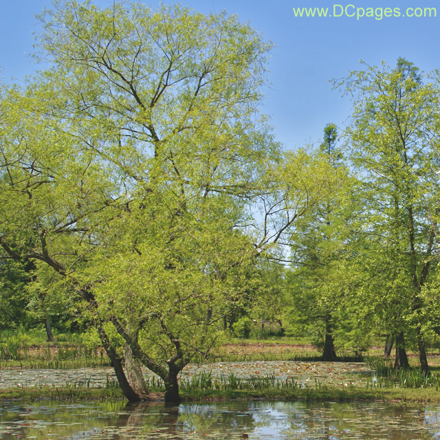 Kenilworth Aquatic Gardens