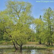 Kenilworth Aquatic Gardens