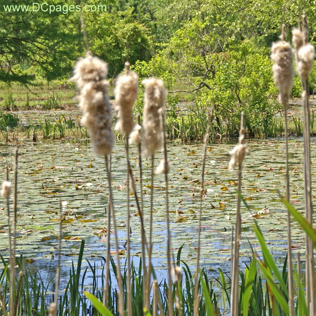 Cattail