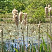 Cattail
