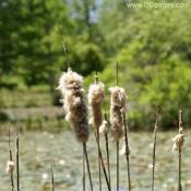 Closeup of Cattail at Kenilworth Gardens