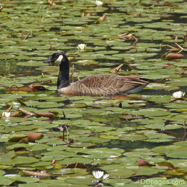 Goose in Pond