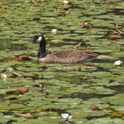 Goose in Pond