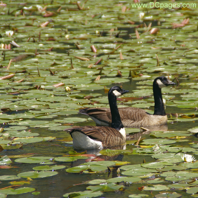 Geese Swimming