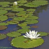 White Water Lillies