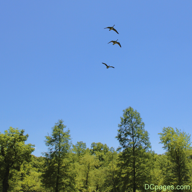 Flying Geese