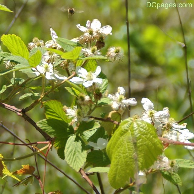 Honey Bee Flies to Wild Rose Flowers