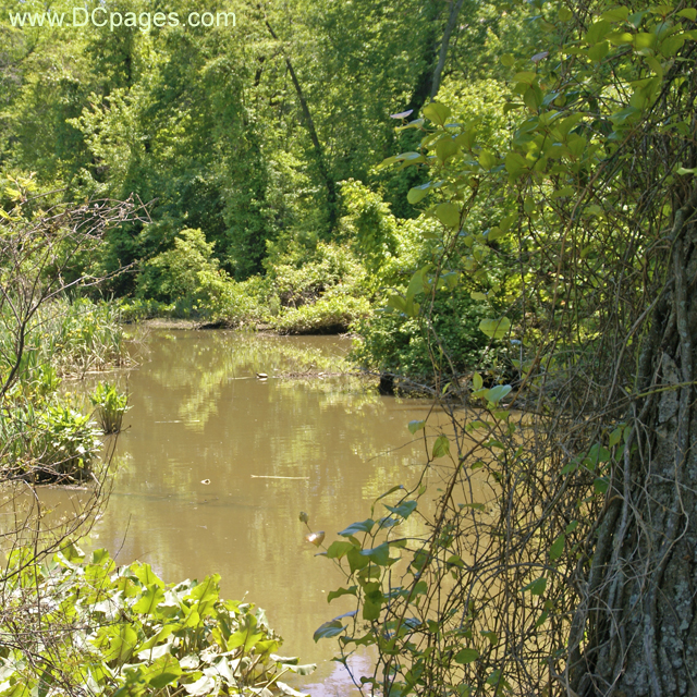 Kenilworth Marsh