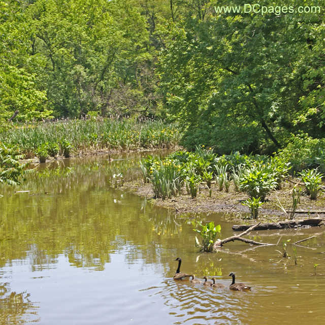 Kenilworth Marsh