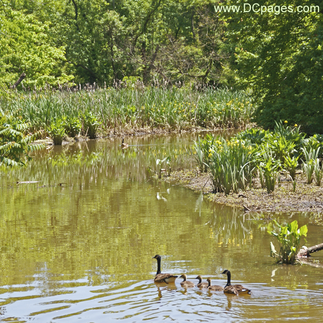 Kenilworth Marsh