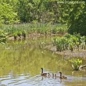 Kenilworth Marsh