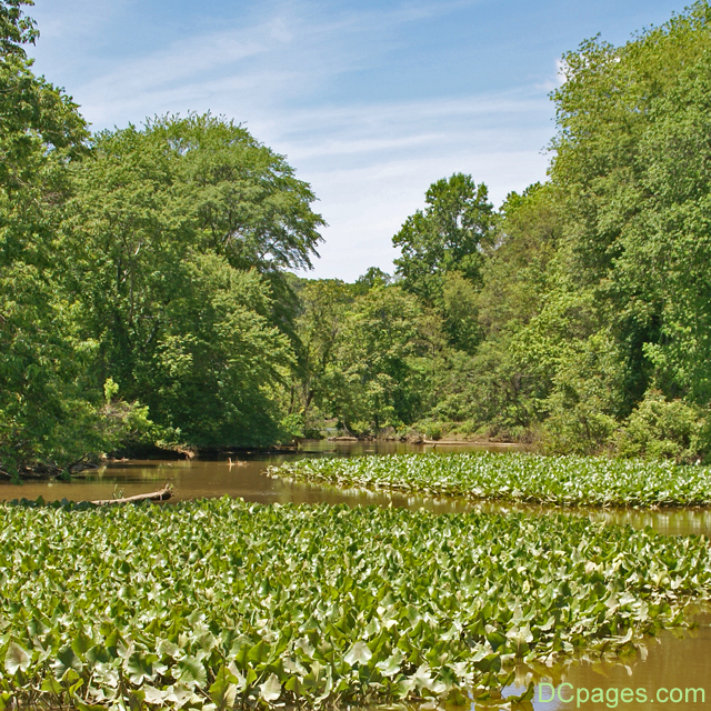 Kenilworth Marsh