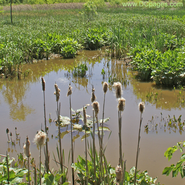 Kenilworth Marsh