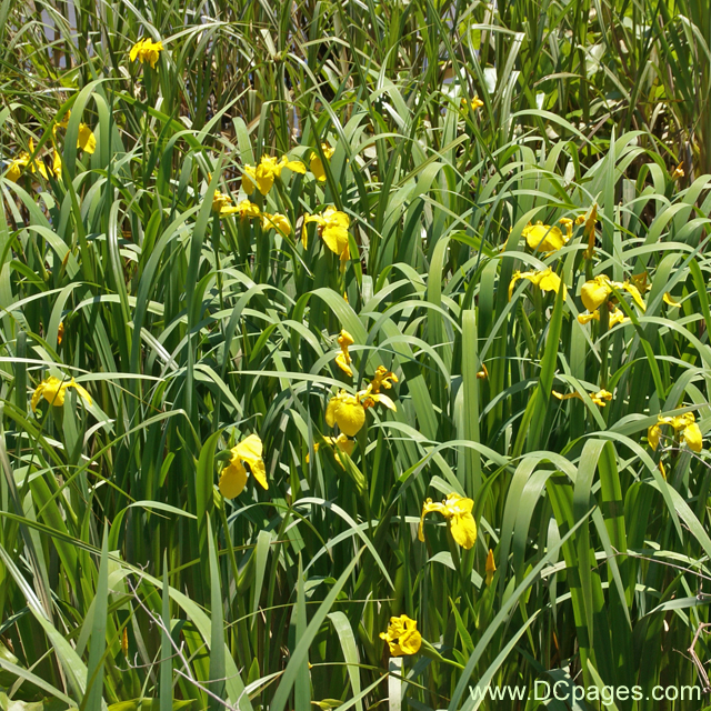 Yellow Flag Iris