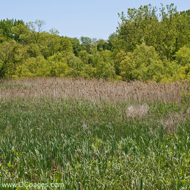 Kenilworth Marsh