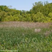 Kenilworth Marsh