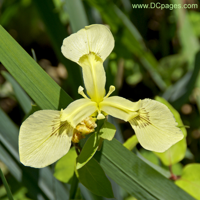 Water Iris