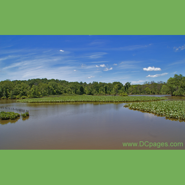 Kenilworth Marsh