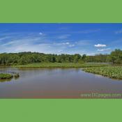 Kenilworth Marsh