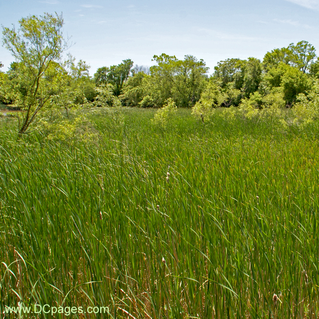 Kenilworth Marsh