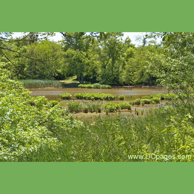 Kenilworth Marsh