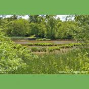 Kenilworth Marsh