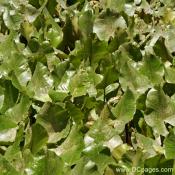 Aquatic Plants