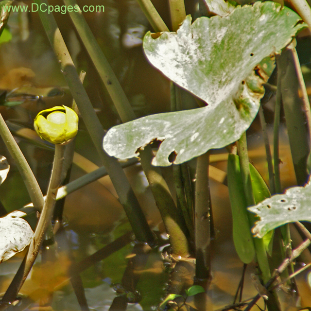 Yellow Pond-Lily