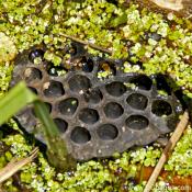 Seed Pod