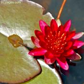 Red Water Lily