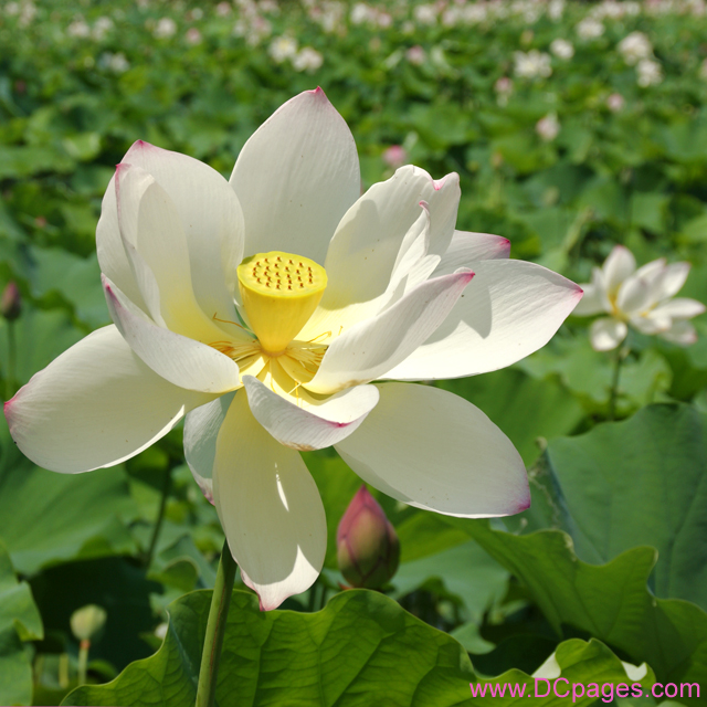 White Lotus Blossom