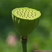 Lotus Seed Pod