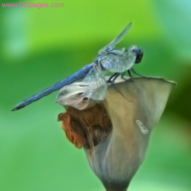 Blue Dragonfly