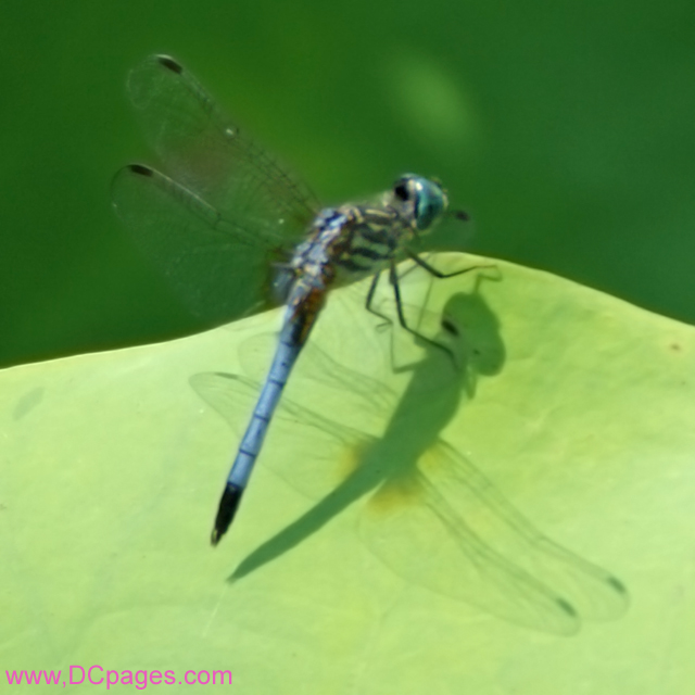 Blue Dragonfly