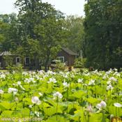 Pink and White Lotus Plants