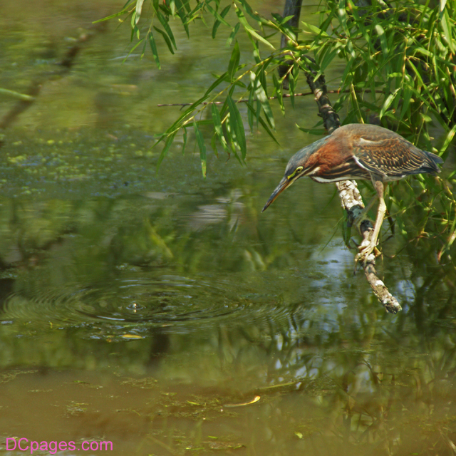 Green Heron Fishing