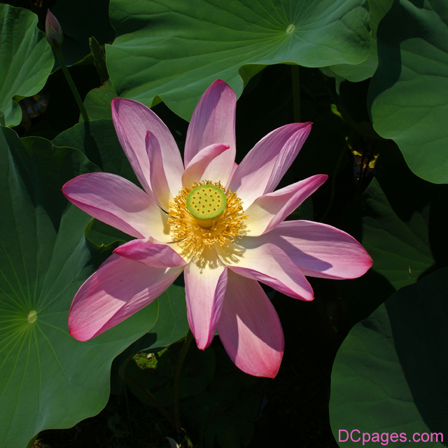 Pink Lotus Blossom