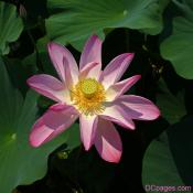 Pink Lotus Blossom