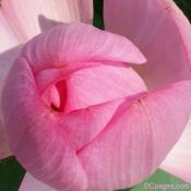 Pink Lotus Blossom