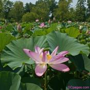 Pink Lotus Blossom