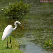 Great Egret (Casmerodius albus)