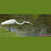 Great Egret Spots a Fish