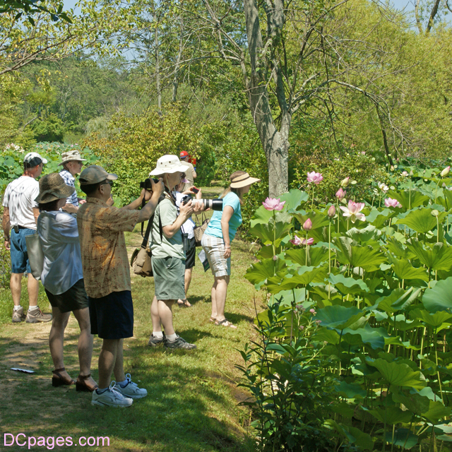 Photographers and Admirers to Lotus Blossoms