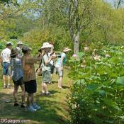Photographers and Admirers to Lotus Blossoms