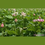 Lotus Peek Blooming Time