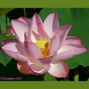 Pink Lotus Blossom