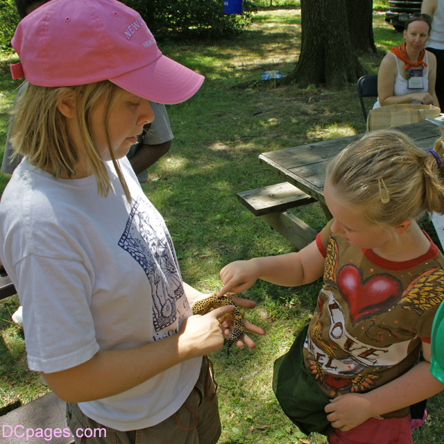 Little Girl Touches Lizard