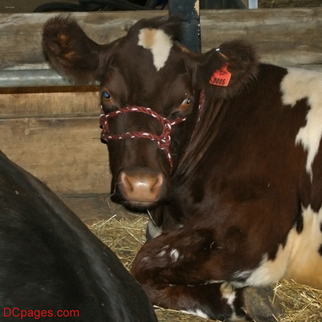 Go Get'em, Bessy!